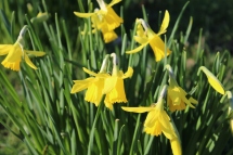 Daffodil season is near.